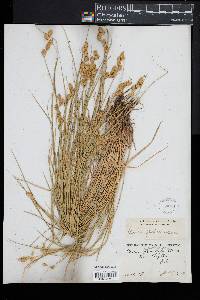 Carex festucacea image