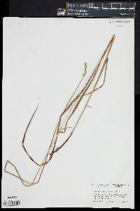 Carex festucacea image