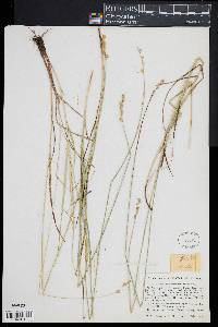 Carex festucacea image