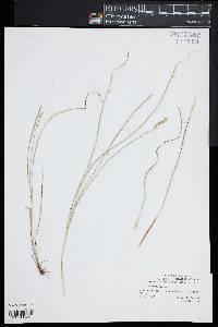 Carex festucacea image