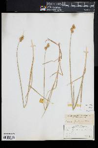 Carex festucacea image