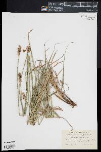 Carex festucacea image