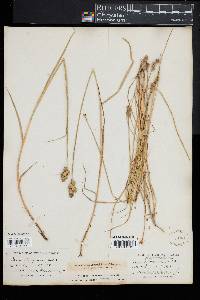 Carex festucacea image