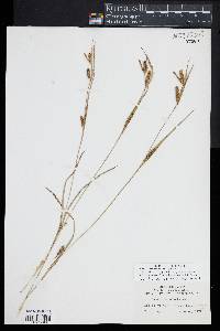 Carex flaccosperma image