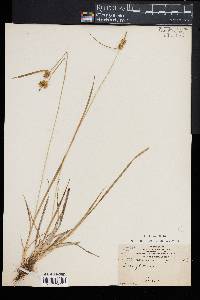 Carex flava image