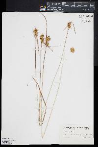 Carex flava image