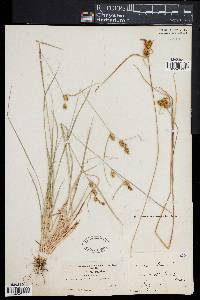 Carex flava image