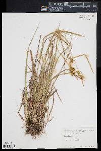 Carex flava image