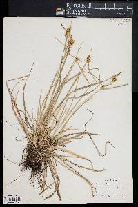 Carex flava image