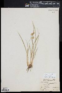 Carex flava image