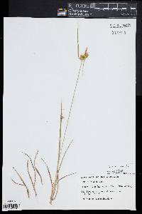 Carex flava image