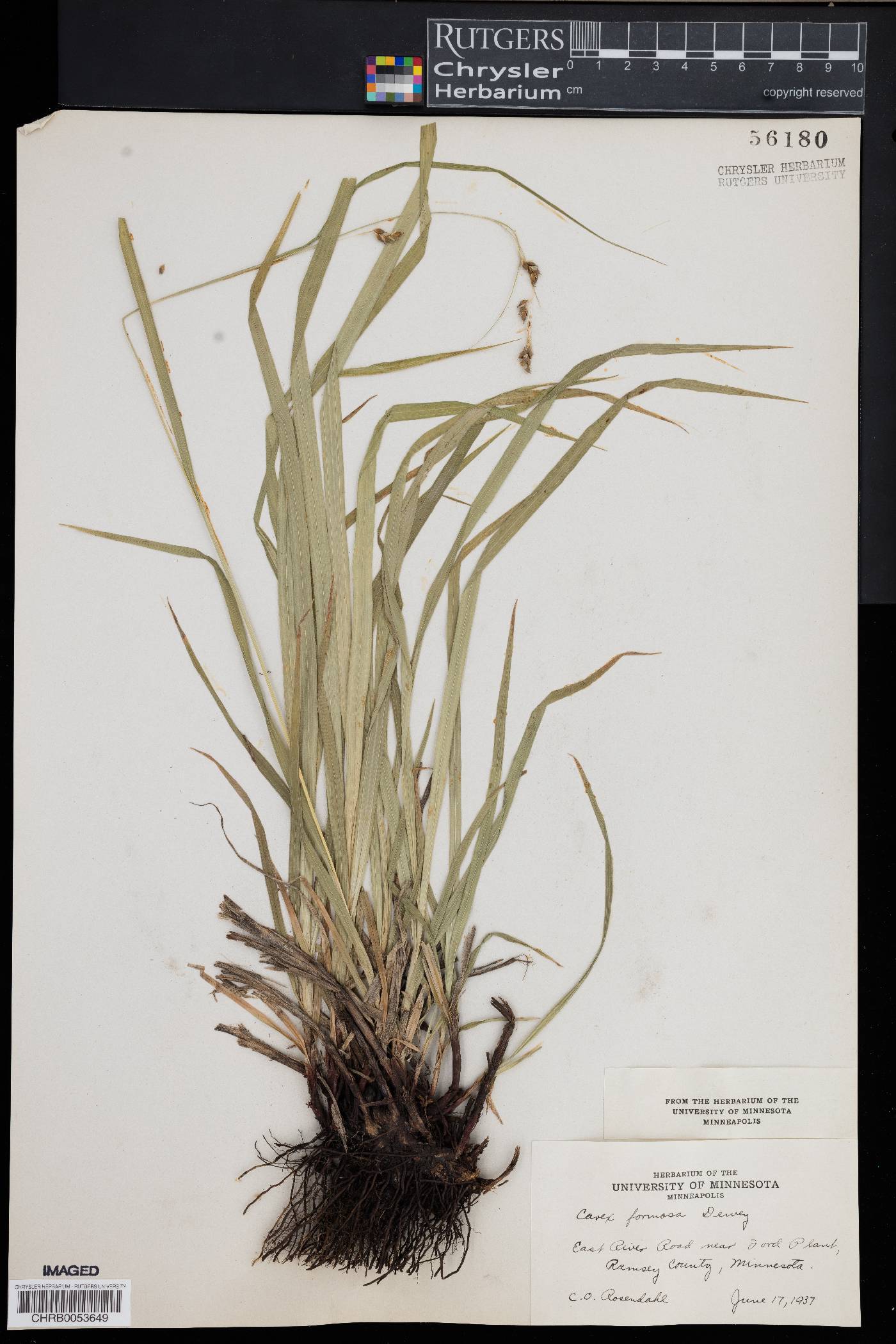 Carex formosa image