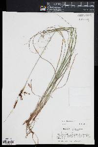 Carex glaucescens image