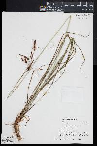 Carex glaucescens image