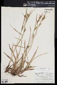 Carex glaucodea image