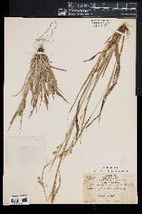 Carex glaucodea image