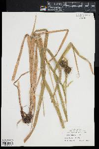 Carex grayi image