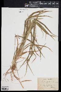 Carex grisea image