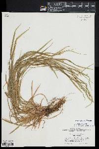 Carex grisea image