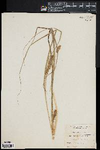Carex retrorsa var. hartii image