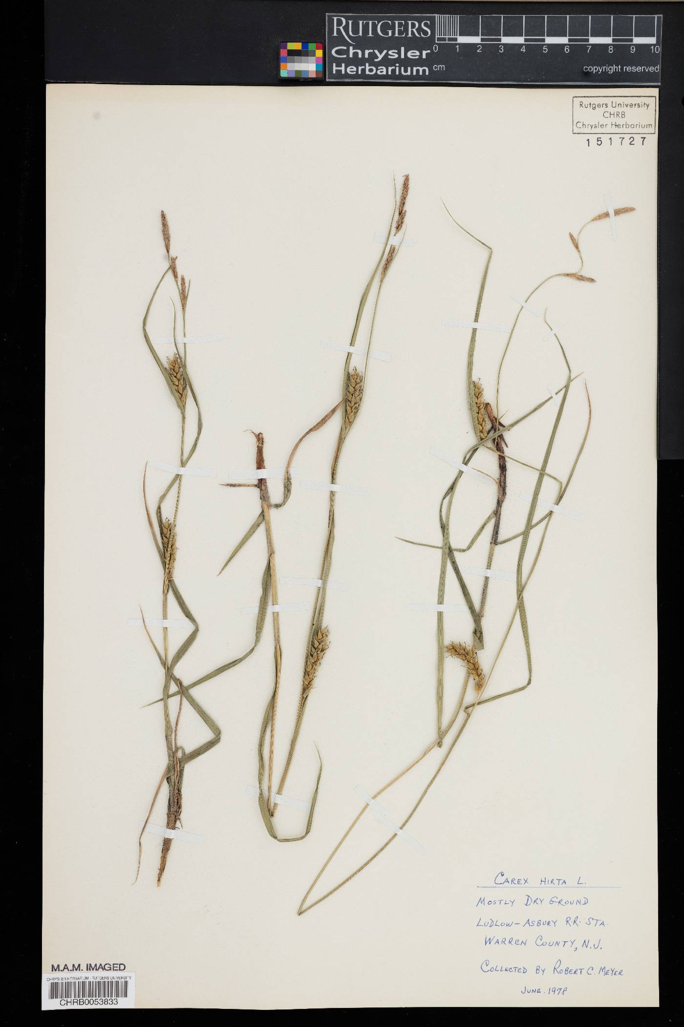 Carex hirta image