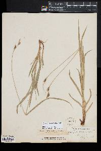 Carex hirtifolia image