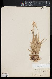 Carex hirtifolia image