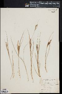 Carex lenticularis image