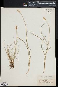 Carex leporina image
