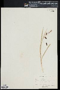 Carex lyngbyei image