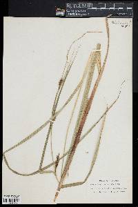 Carex lacustris image