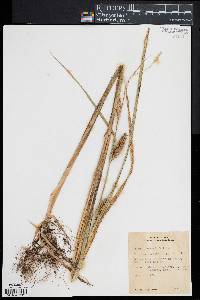 Carex lacustris image