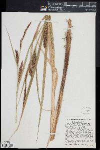 Carex lacustris image