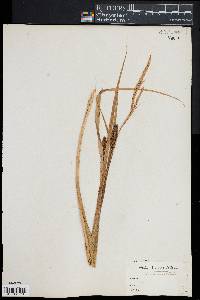 Carex lacustris image