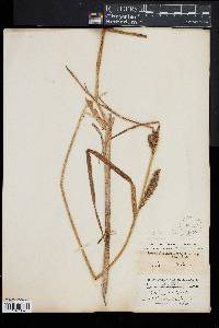 Carex lacustris image