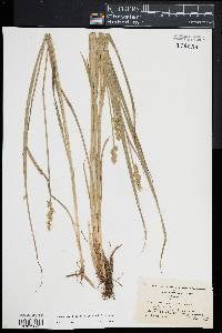 Carex laevivaginata image