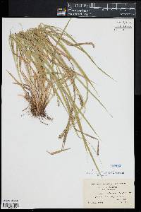 Carex laevivaginata image