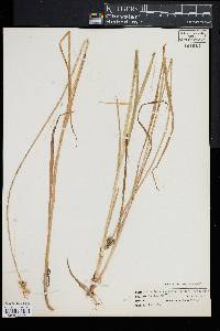 Carex laevivaginata image