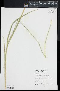 Carex laevivaginata image