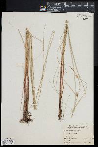 Carex lasiocarpa var. americana image