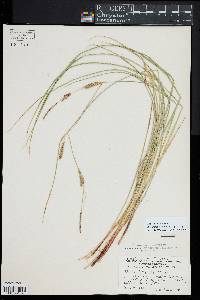 Carex lasiocarpa image