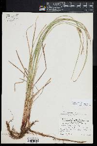 Carex lasiocarpa image