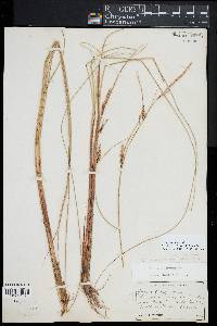 Carex lasiocarpa image