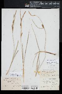 Carex lasiocarpa image