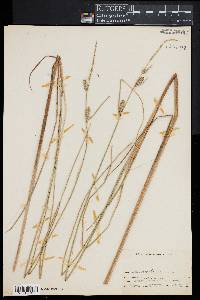 Carex lasiocarpa image