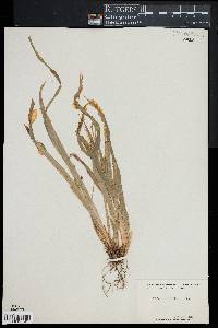 Carex laxiculmis image