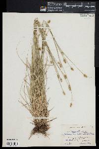 Carex leavenworthii image