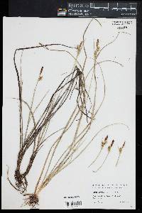 Carex livida image