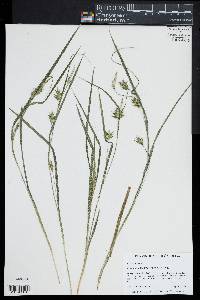 Carex lonchocarpa image