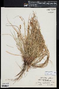 Carex lucorum image